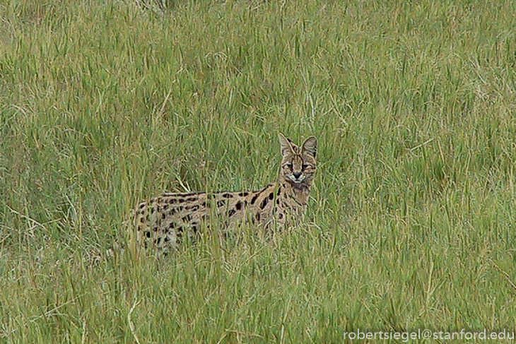serval